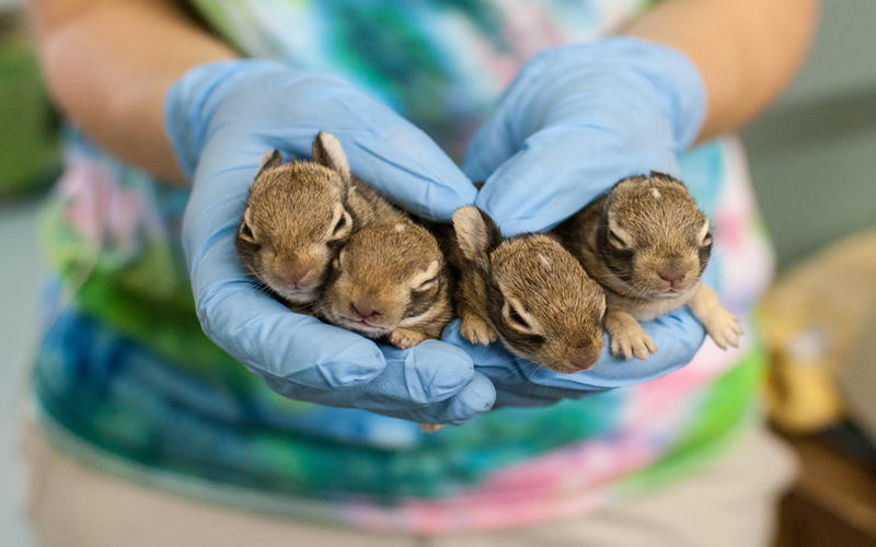 wildlife-rehabilitation-jobs-texas